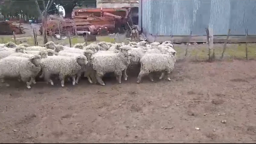 Lote (Vendido)27 Corderos CORRIEDALE a remate en #35 Pantalla Carmelo 30kg -  en COSTAS DE VACA