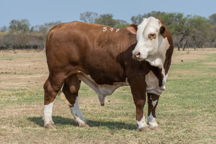 Lote Corral 6/7/8 - CABAÑA ESTANCIA VIEJA