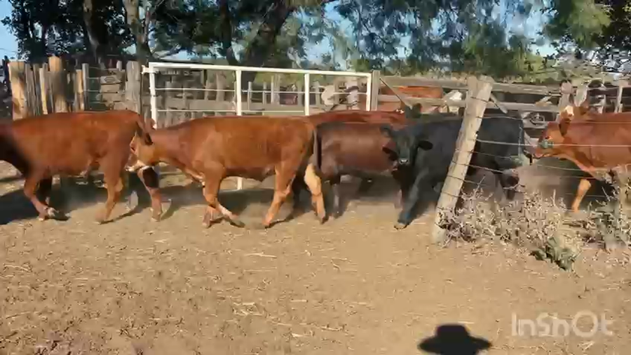 Lote 35 Terneros/as