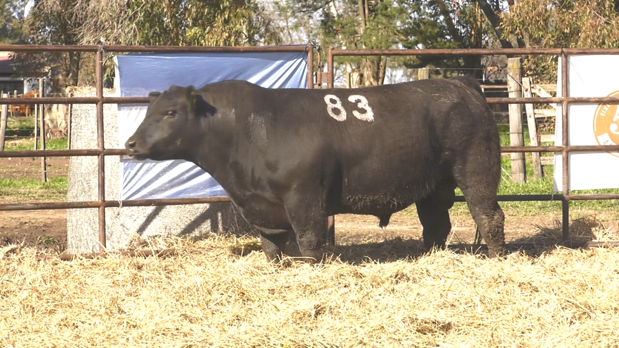 Lote TOROS ANGUS NEGROS  PC