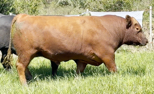 Lote Toros a remate en 4º Remate Don Nestor, Rocha