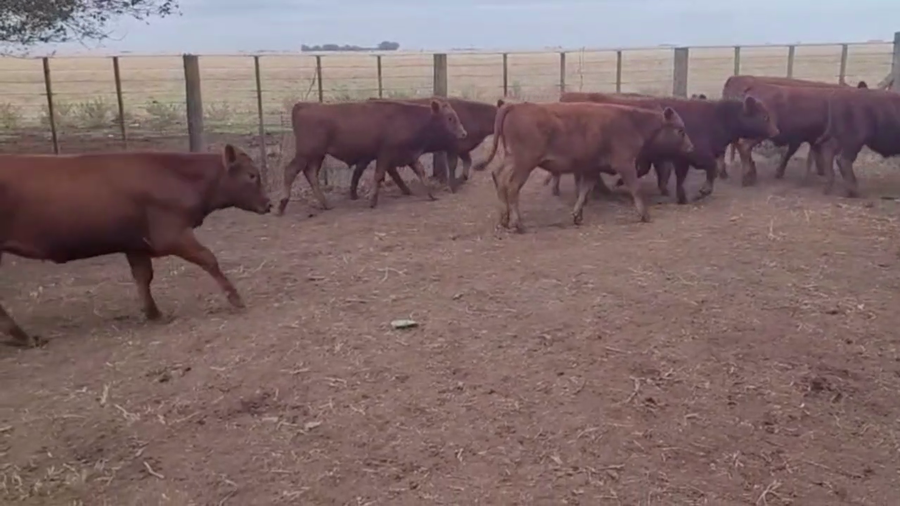 Lote 70 TERNS. MACHOS, EN OLAVARRÍA, BS. AS.