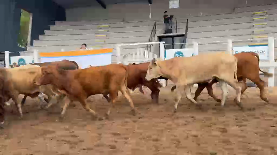 Lote 19 Novillitos en Corrientes, Bella Vista
