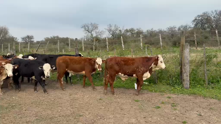 Lote 60 Terneros/as en Santa Fe, Logroño