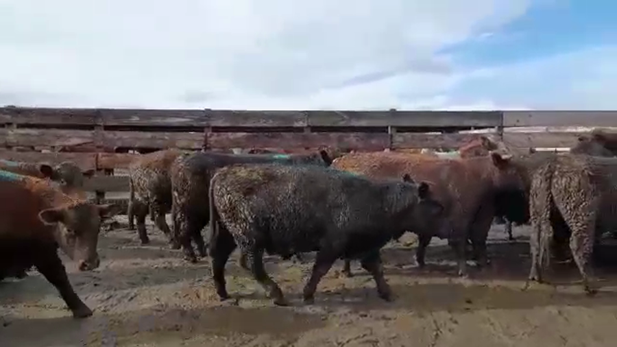 Lote 40 Novillo Gordo en Los Ángeles, VIII Región Biobío