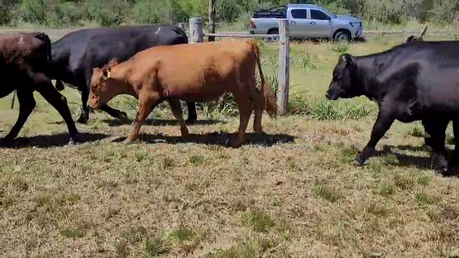 Lote 60 Novillitos y vaquillonas en Villaguay, Entre Ríos