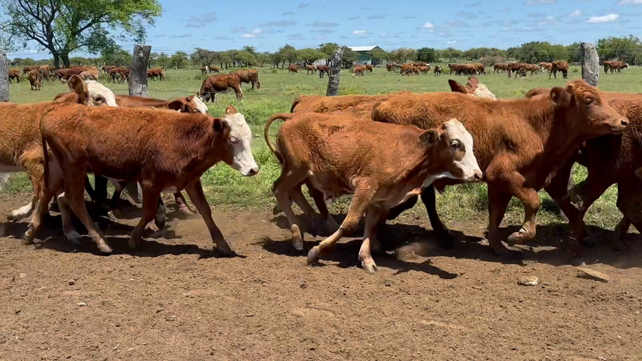 Lote 220 Terneros en Corrientes, Mercedes