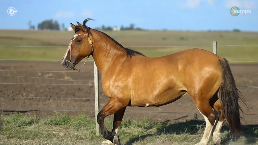 Lote JAGUEL GROSELLA