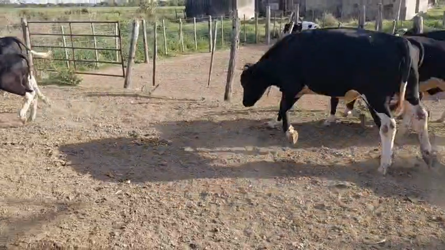 Lote 8 Novillitos Holando en Tacural, Santa Fe