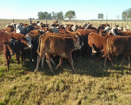 Lote 112 Terneros/as en Chavarría, Corrientes