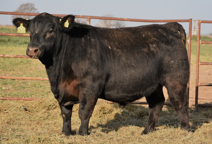 Lote TOROS (Corral 13)