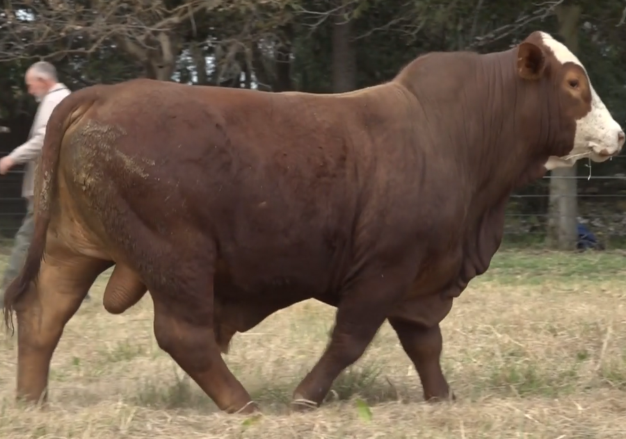 Lote TOROS(CORRAL 30)BRAFORD "CABAÑA DON CARLIN"