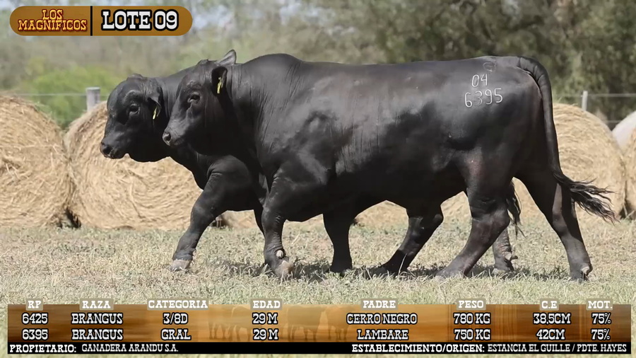 Lote LOTE 9 - VIVO