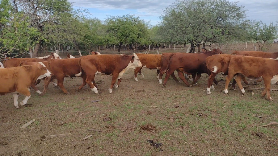 Lote 70 Terneros en Bovril, Entre Ríos