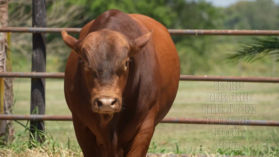 Lote Toro