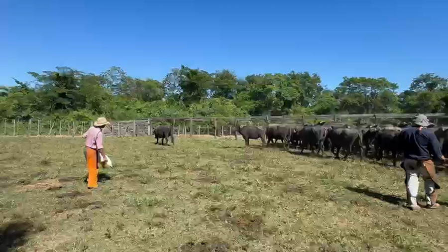 Lote 44 Búfalas