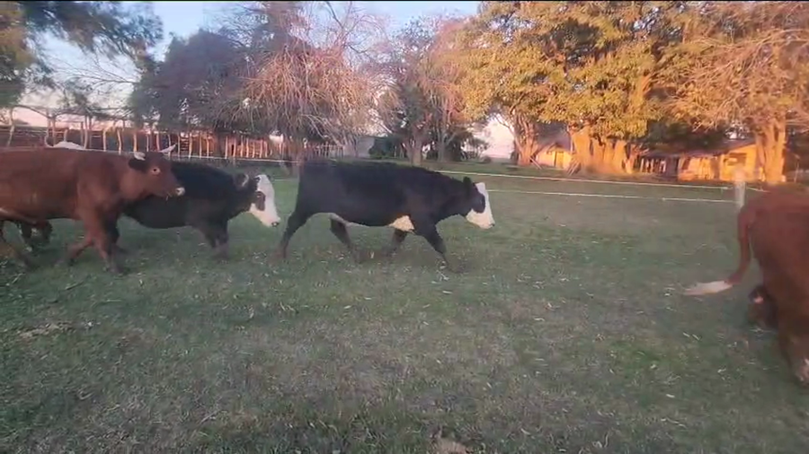 Lote 55 Vacas nuevas C/ gtia de preñez en Entre Ríos, San José de Feliciano