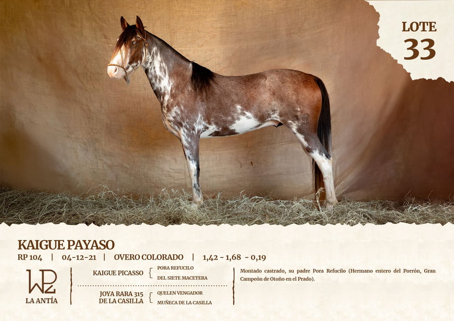 Lote KAIGUE PAYASO