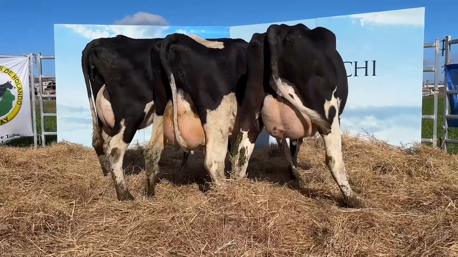 Lote VACAS PARIDAS CABAÑA MANGADO