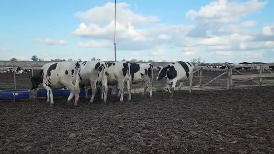 Lote Agrop. Don Bartolome