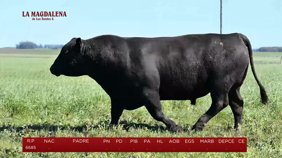 Lote Toros a remate en La Magdalena y San Carlos, Artigas
