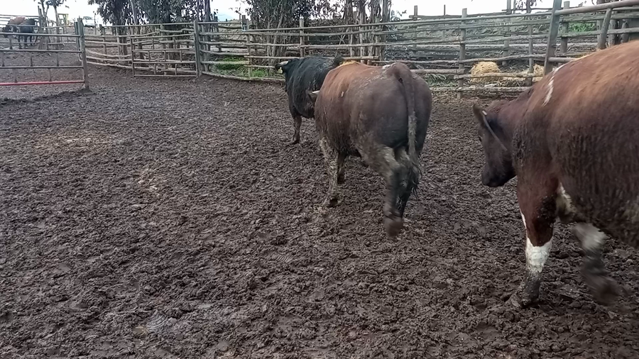 Lote 45 Novillo Gordo en Melipilla, Región Metropolitana