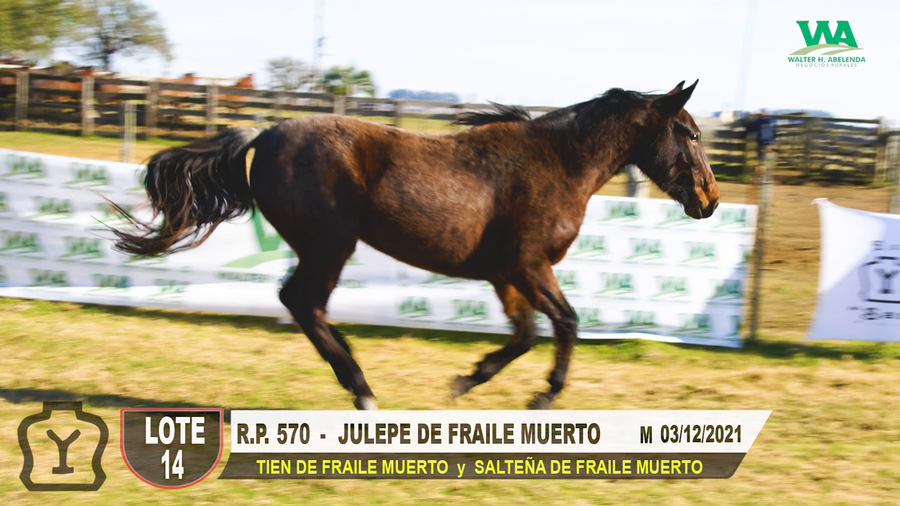Lote JULEPE DE FRAILE MUERTO