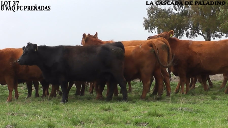 Lote VACAS PREÑADAS