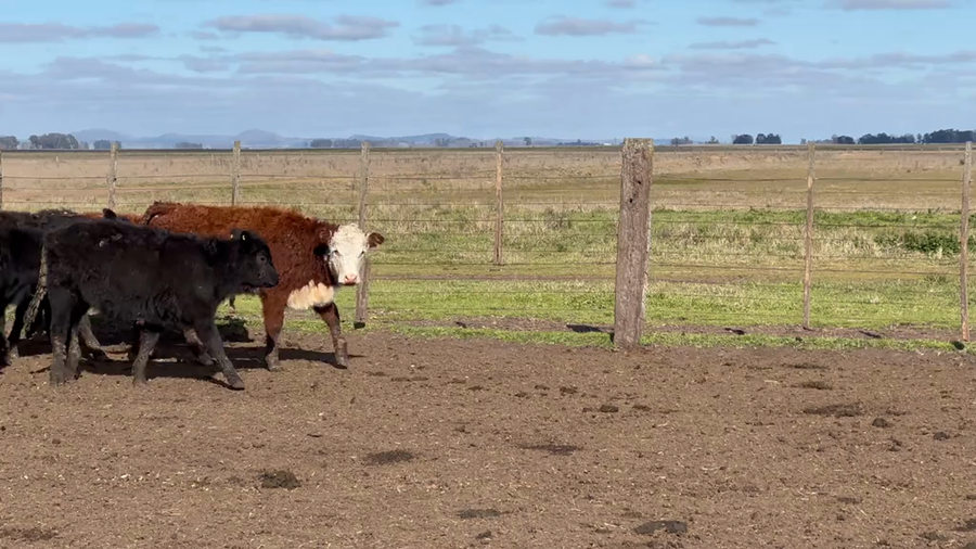Lote 70 Terneras
