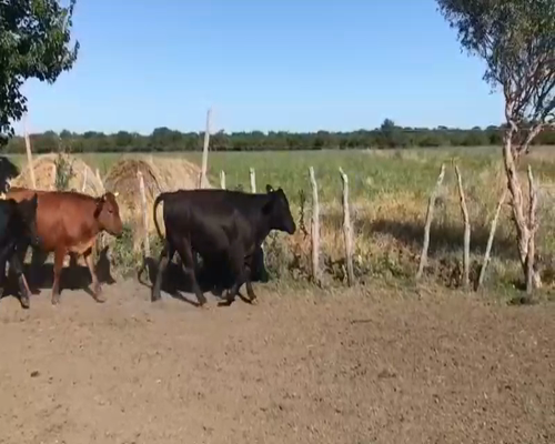 Lote 65 Novillos en Sauce de Luna, Entre Ríos