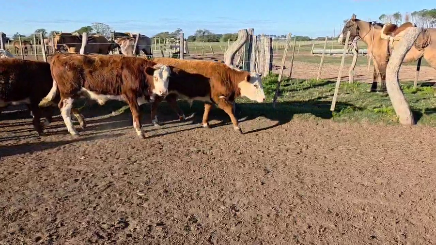 Lote 70 Terneros en Goya