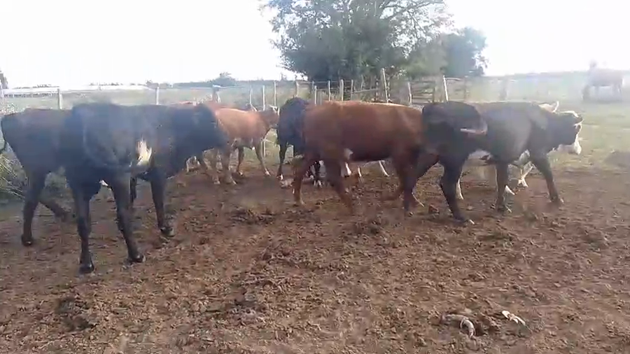 Lote 12 Novillitos y vaquillonas