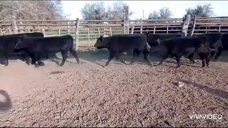 Lote 31 Terneros en Cañuelas, Buenos Aires