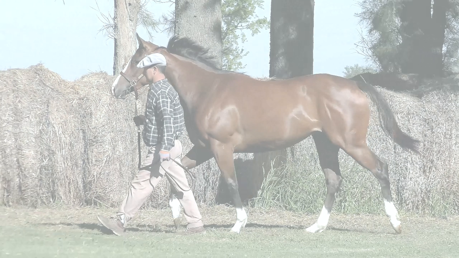 Lote TUS PLEGARIAS (MOOTASADIR -  NTERSUPLICAS)