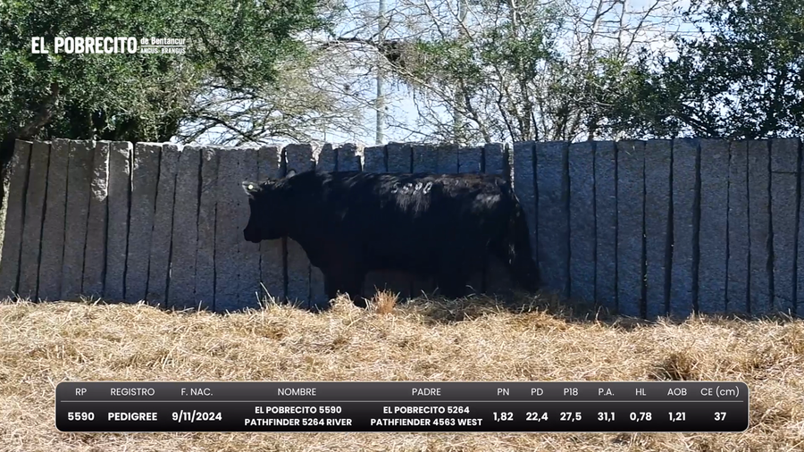 Lote Toros Angus