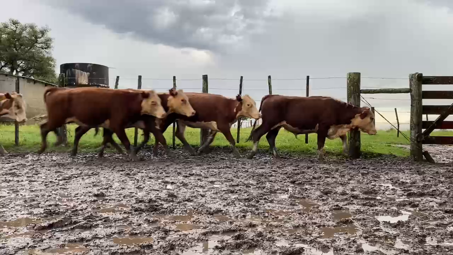 Lote 75 Novillitos y vaquillonas