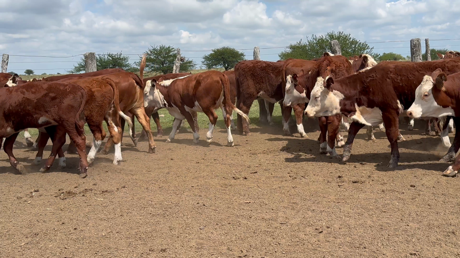 Lote 160 Terneras en Corrientes, Curuzu Cuatia