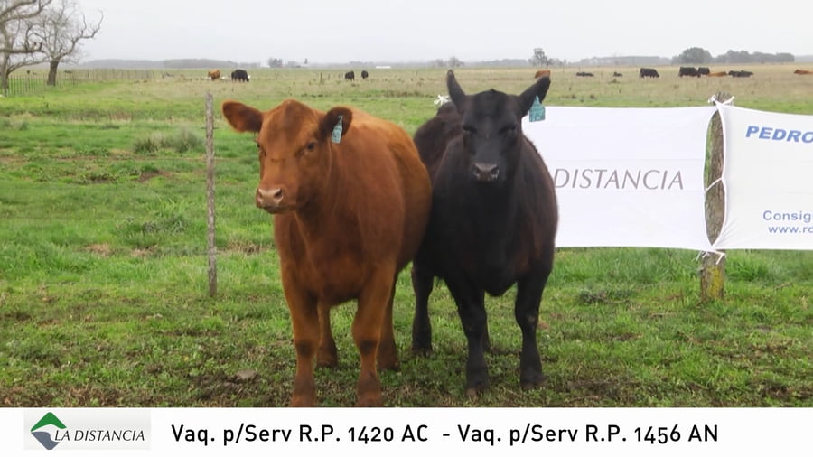 Lote Ternera