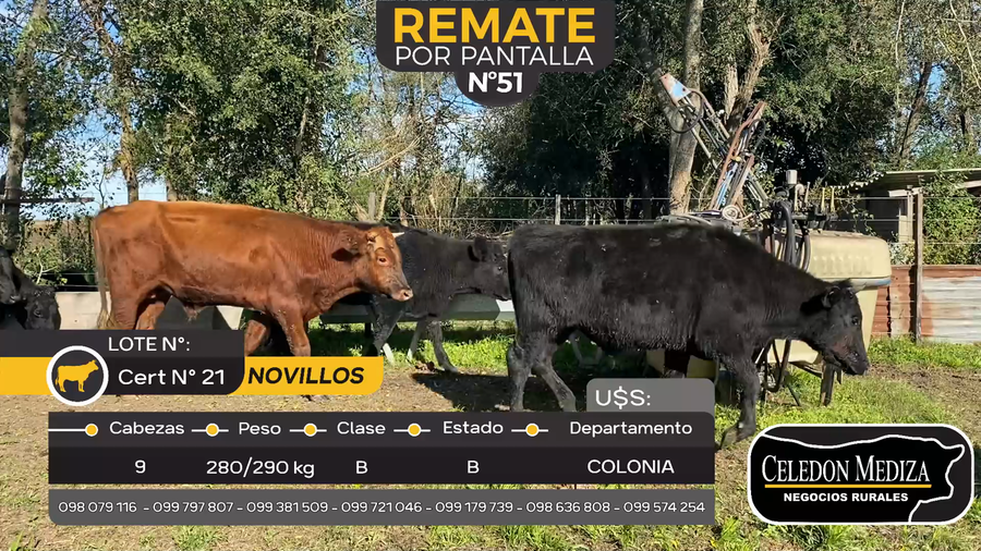 Lote 9 Novillos en La Horqueta, Colonia