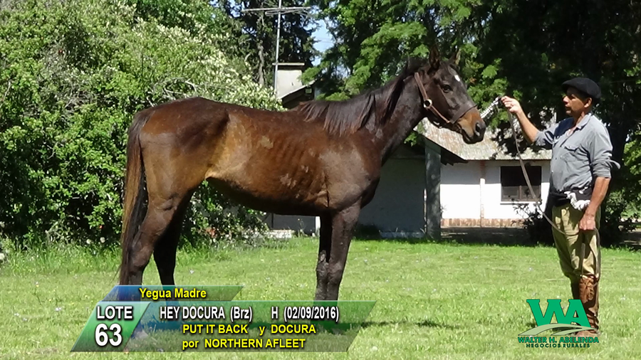 Lote HEY DOCURA (Brz)