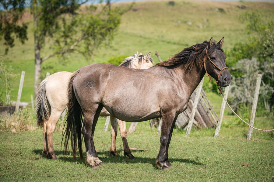Lote Ensenando A Volar