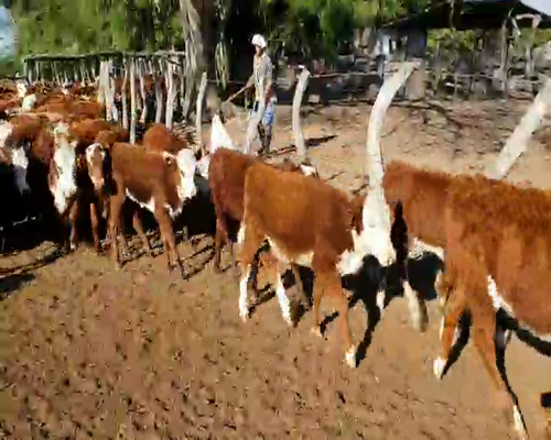 Lote 105 Terneros/as en San Roque, Corrientes