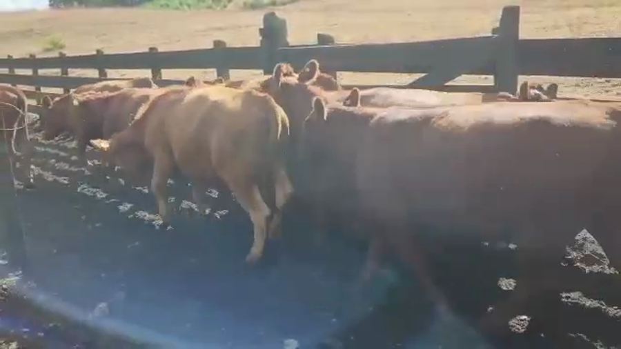 Lote 25 Vaquilla Engorda en Los Lagos, XIV Región Los Ríos