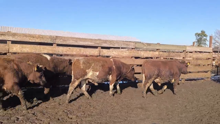 Lote 20 Novillo Gordo en Los Ángeles, VIII Región Biobío