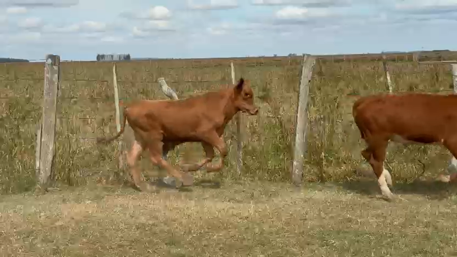 Lote 120 Terneros en Corrientes, Paso de Los Libres