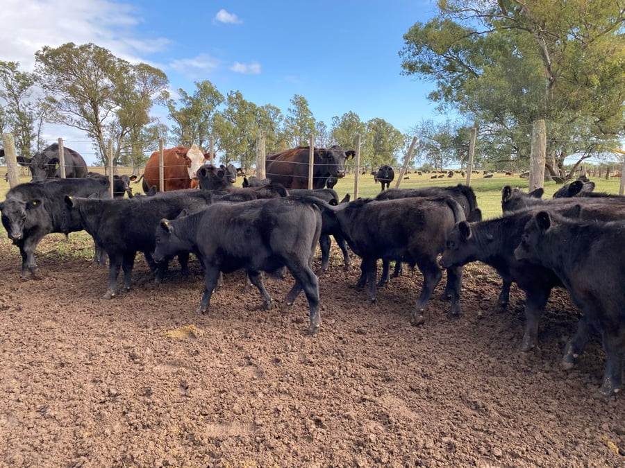 Lote 25 Terneros en Tres Arroyos, Buenos Aires