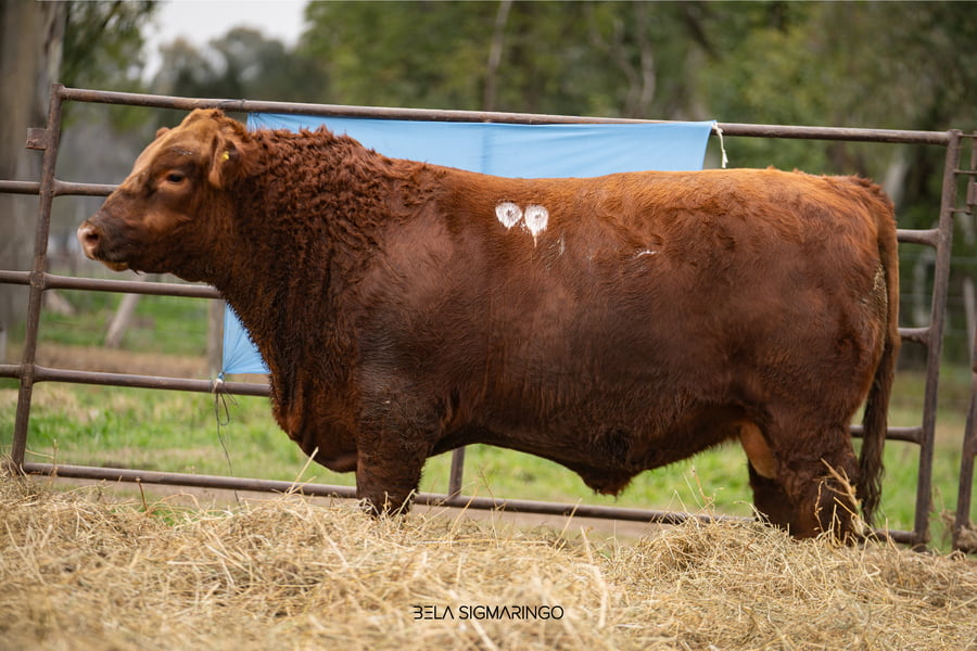 Lote TOROS ANGUS  PP