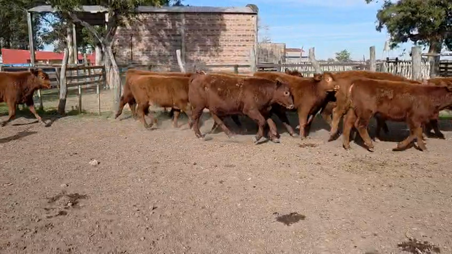 Lote 126 Terneros/as en Corrientes, Curuzu Cuatia