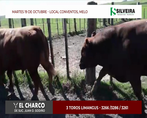 Lote 3 toros Limangus - Cabaña El Charco (brete 3)