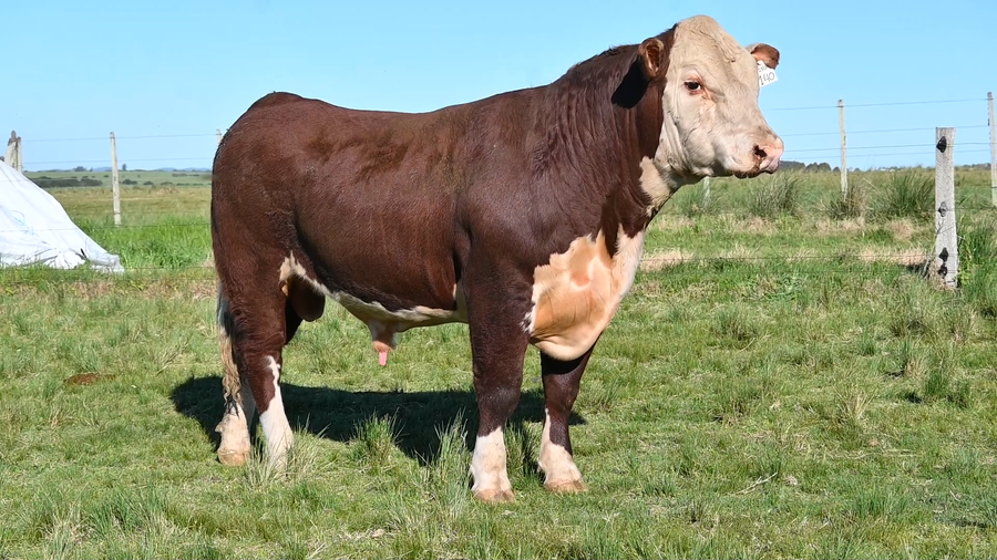 Lote 3 TOROS PEDIGREE 1 AÑO Y 1/2